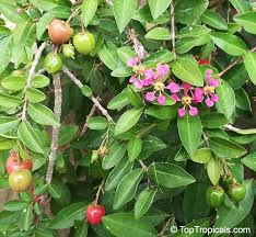 Image result for Malpighia