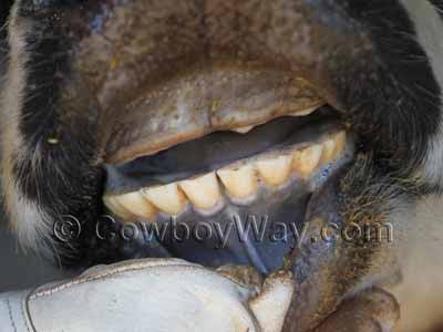 Mystery skull with flat teeth
