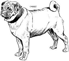 Golden Retriever Coloring Page Coloring Pages Draw A Golden Retriever Courtoisieng Albanysinsanity Com Puppy Coloring Pages Dog Coloring Page Pugs