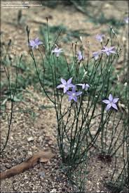 Image result for Wahlenbergia capitata