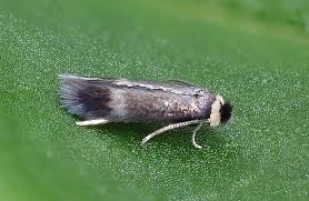 Image result for Stigmella freyella