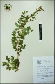 Image result for Phyllanthus pinnatus