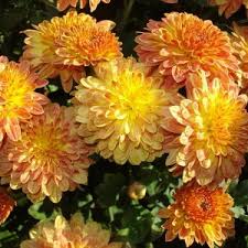 Garten Chrysantheme Sorten Und Arten Chrysanthemen Chrysanthemen Samen Chrysanthemen Pflege Uberwintern Chrysanthemen Winterhart