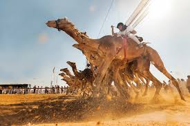 The season for camel racing in abu dhabi is between october and march which are … Uae Through The Lens Of Shootercada Photographers Circle The Filipino Times