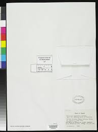 Image result for Tristicha trifaria