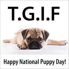 T G I F Today You Are Excused To Look At Puppy Photos On Social Media Happy National Puppy Day National Puppy Day Weekend Fun Puppy Photos