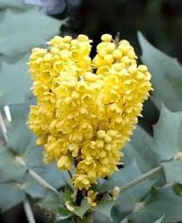 See more ideas about plants, native plants, wild flowers. Winter Plants That Please The Hummingbirds The Seattle Times