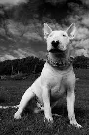 Black And White English Bull Terrier Puppy Black And White Bully In Black And White Bull Terrier Dog Bull Terrier Miniature Bull Terrier