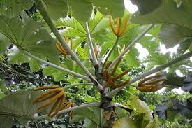 Image result for Cecropia pachystachya