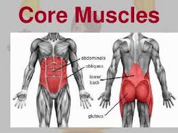 These muscles include the large paired muscles in the lower back, called erector spinae, which help hold up the spine, and gluteal muscles. Phyxable Blog