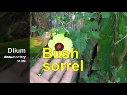 Image result for Hibiscus surattensis