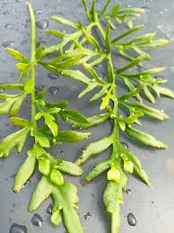 Image result for Ceratopteris thalictroides