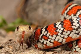 Tarahumara Chihuahua Mountain Kingsnake Lampropeltis Pyromelana Knoblochi Reptiles And Amphibians Reptiles Animals