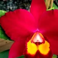 Image result for Polystachya tenuissima