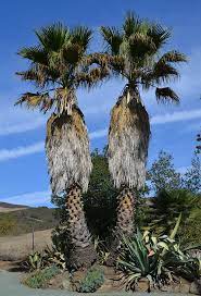 Ufei Selectree Tree Detail Record Washingtonia Filifera Tree Palm Outdoor Plants