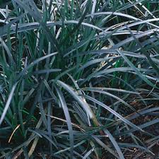 The black mondo grass arrived safe and sound in very healthy condition. Black Mondo Grass Finegardening