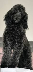 Poodle (miniature) information including personality, history, grooming, pictures, videos, and the akc breed whether standard, miniature, or toy, and either black, white, or apricot, the poodle stands. Stud Dog Black Miniature Poodle Breed Your Dog