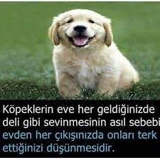 yaaaaa bilgi eglenceli gercekler sevimli kopek yavrulari