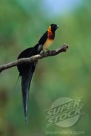Brown Small Birds Of South Africa The Long Tailed Paradise Whydah Bird Or Eastern Paradise Whydah Vidua Paradisaea Is A Small Brown Sparrow Like Bird O Beautiful Birds Cute Birds Stock Photos