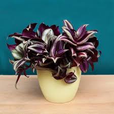 Image result for Tradescantia zebrina
