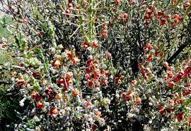 Christmas cactus, christmas cactus, tesajo cactus. Christmas Cactus Christmas Cholla Trees To Plant Planting Succulents Blooming Plants