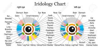 Iridology Or Iris Diagnostic Chart With Accurate Description