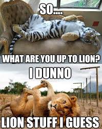 What Are You Up To Lion Imgur Animal Captions Funny Animals Cute Funny Animals