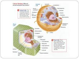 Animal cells have centrosomes (or a pair of centrioles), and lysosomes, whereas plant cells do not. Animal Vs Plant Cells Biology Ppt Download