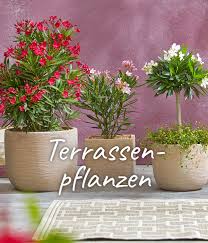 In unserem online shop können sie ihr neues gartenhaus günstig bestellen. Dehner Ihr Online Shop Fur Garten Pflanzen Balkon Tiere Dehner