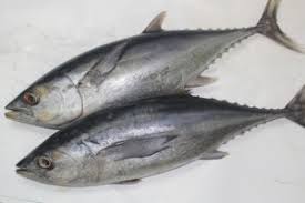 Jenis ikan laut yang sudah berhasil diadaptasi ke air tawar diantaranya adalah : 10 Jenis Ikan Laut Di Indonesia Yang Paling Sering Untuk Konsumsi