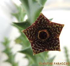 Image result for Orbea carnosa