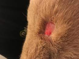 It results in visible round spots, especially on the body, head, and ears. Hi My Cat Has A Round Patch On Its Back That Is Red Bleeding And Losing Hair Rapidly The Skin Underneath Looks Dry I Am Not Sure Petcoach