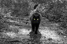 Careful Black Cat Crossing Your Path Actually Lillie Is Flickr
