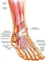 Anatomy Foot And Ankle Anatomy Drawing Diagram