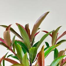 Image result for Ardisia staudtii