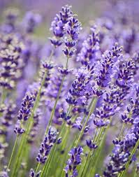 Purple flowers and purple foliage plants have a soothing emotional effect when used in the landscape. Lavandula Angustifolia Royal Purple Lavender