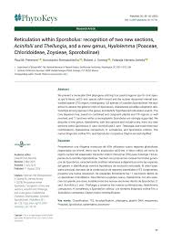 Image result for Sporobolus agrostoides