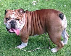 Highly adaptable and the absolute companion dog, the french bulldog is the clown of the dog world. Bulldogs And Puppies In South Africa