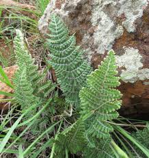 Image result for Cheilanthes perlanata