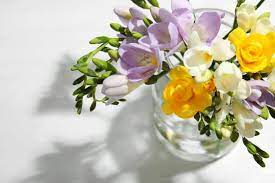 Everything You Need To Know About Freesia Flowers Petal Republic
