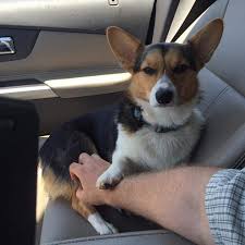 Snoop dogg — doggy dogg christmas 02:53. Olivia Sarah00 On Twitter Hands Off Human One Does Not Simply Touch The Corgi Dog Doggy Doggers Doggie Doglovers Dogpound