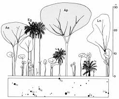 Image result for Campylostemon angolense