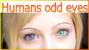 「オッドアイ」の画像検索結果