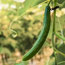 Image result for thrips damage on cucumber