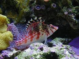 Falco Hawkfish Blobfish Red Lipped Batfish Fish Pet