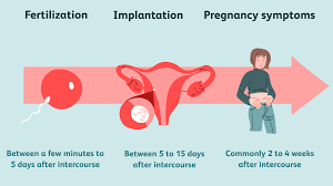 When Does Conception Occur? How Long It Takes To Get Pregnant