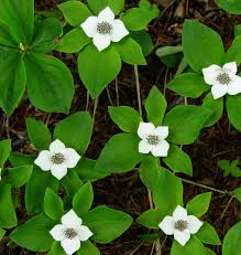 Denn der teppichhartriegel besitzt das wunderschöne runde und leicht zugespitzte blatt mit den feinen blattadern, wie unsere beliebten blumenhartriegel. Smagy Pflanzen Insekten Heilkraft Kanadischer Hartriegel Cornus Canadensis