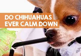 Be aware that very young puppies may not sleep through the night. When Do Chihuahuas Calm Down Neutering Effects On Hyper Behavior