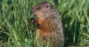 Woodchuck Minnesota Usa Photographic Print Lynn M Stone Allposters Com Photographic Print Wall Art For Sale Prints