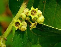 Image result for Ziziphus abyssinica